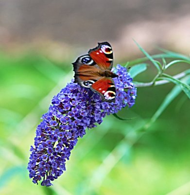 Buddleja davidii - komule davidova - květenství (2)